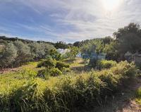 Charming family orchard with a wide variety of fruit trees and space for leisure and relaxation Es Castell