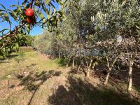 Charming family orchard with a wide variety of fruit trees and space for leisure and relaxation Es Castell