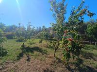 For sale - Ref. 1687V Small rustic house/Land/Country Estate - Es Castell